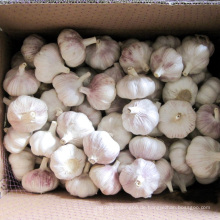 Neuer Ernte-frischer chinesischer Knoblauch für den Export